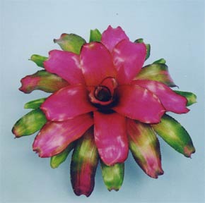 neoregelia lila