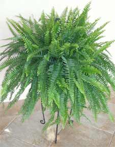 Patented fern Nephrolepis Nevada