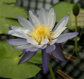 Nymphaea gigantea - Australian Queensland water lily