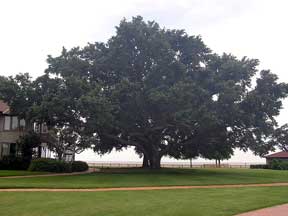 Magnificent stately oak tree in the landscape