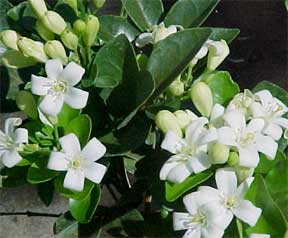 lakeview orange jasmine