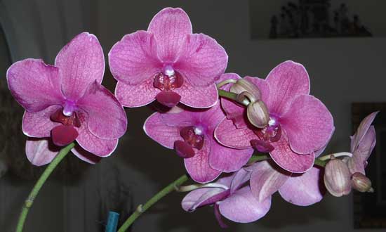 orchids are attractive gift plants with flowers