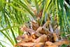 palm tree in need of trimming