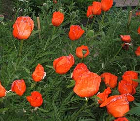 iceland poppy blooming