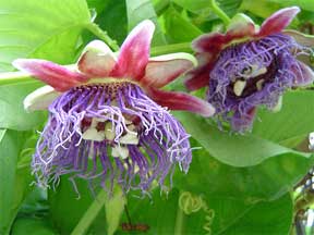Passion flower parts