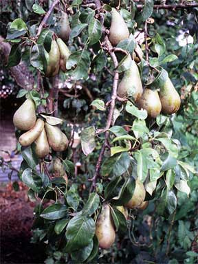 pear tree with fruit ready for harvest