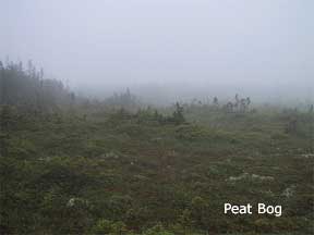 peat bog and sphagnum