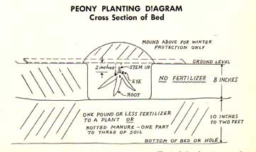 peony planting diagram