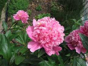 pink peonies