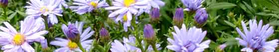 asters in bloom