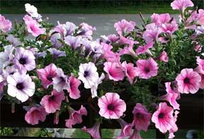 Assorted Petunias x with Hybrida