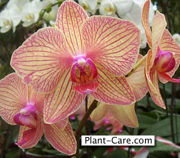 phalaenopsis orchid at big box retailer - house plants looked terrible!