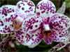 bloom of phalaenopsis orchid 