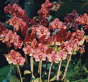 Colorful phalaenopsis moth orchid