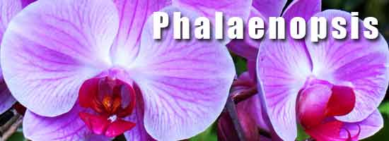 moth orchid in full flower