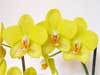 yellow moth orchid flower