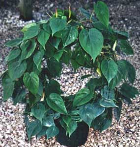 philodendron growing on a ring