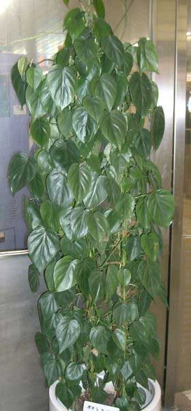 philodendron oxycardium potted for indoor use