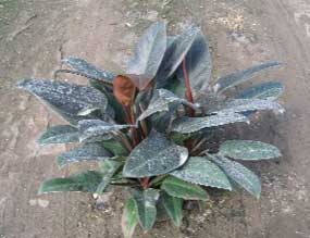 philodendron in need of cleaning leaves