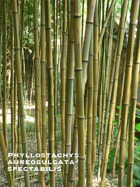 Phyllostachys aureosulcata spectablis in the landscape
