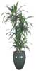 Dracaena Lisa Cane