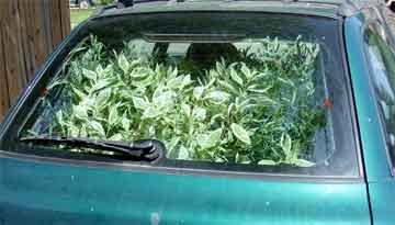plants in a car - great way to heat them up add stress