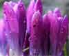 crocus blooms