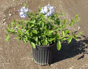 plumbago