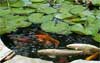 pool water garden landscaping with Koi