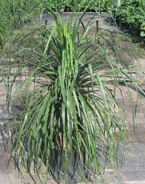Ponytail+Palm+Root+System Ponytail Palm Root System http://www.pic2fly.com/Ponytail+Palm+Root ...