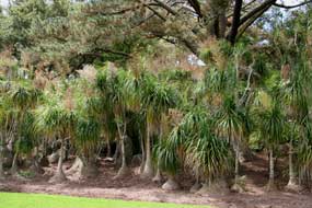 Ponytail Palm