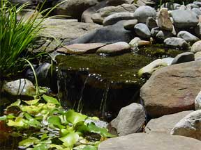 Pool plantings with Water lilies