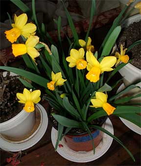 bulbs potted and blooming