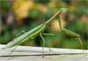 Thumbnail image for Praying Mantis