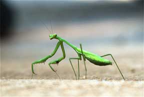 praying mantis on the hunt for food