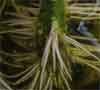 rooted cutting