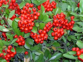 pyracantha coccinea with berries