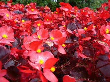 Begonia Varieties