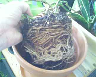 a pot full of roots ready to repot