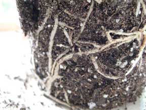 roots on a houseplant