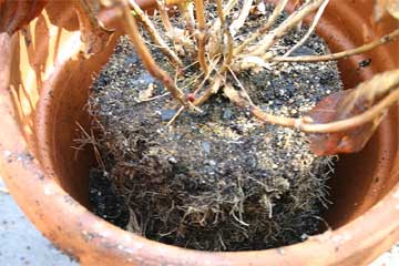 repotting a plant