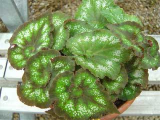 colorful potted Rex begonia