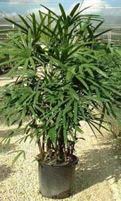 Rhapis excelsa for indoor use