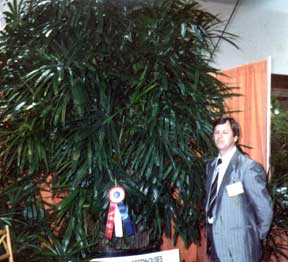 Rhapis palm Winner TPIE - Unusual Single Plant Specimen