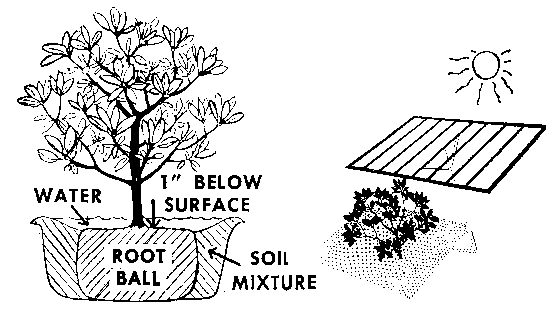Planting Rhododendrons root ball