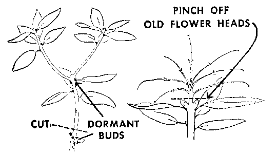 Propagating Rhododendrons pinching