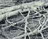 tree root system