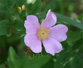 Wild shrub rose - Rosa carolina in flower