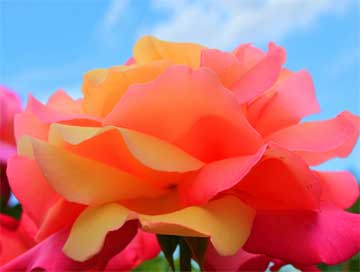 colorful rose bloom