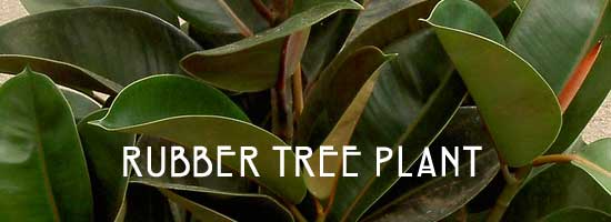 ficus robusta